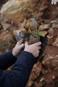 dendrofitefsi-penteli-astrazeneca2